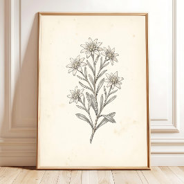 Edelweiss Botanisk Galleri Väggtavla Konst Poster