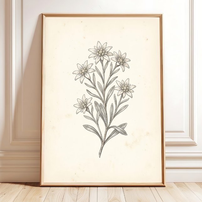 Edelweiss Botanisk Galleri Väggtavla Konst Poster (Skapare uppladdad)