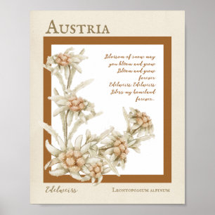 Edelweiss Flower Austria Poster