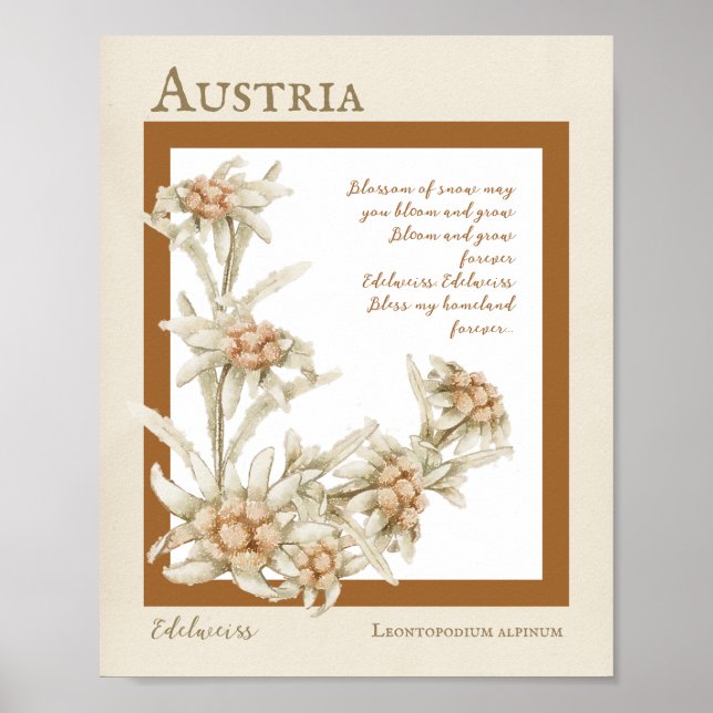 Edelweiss Flower Austria Poster (Framsidan)