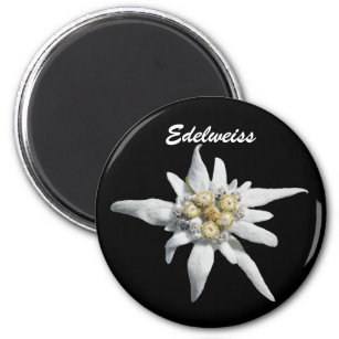 Edelweiss Flower Bloom Magnet