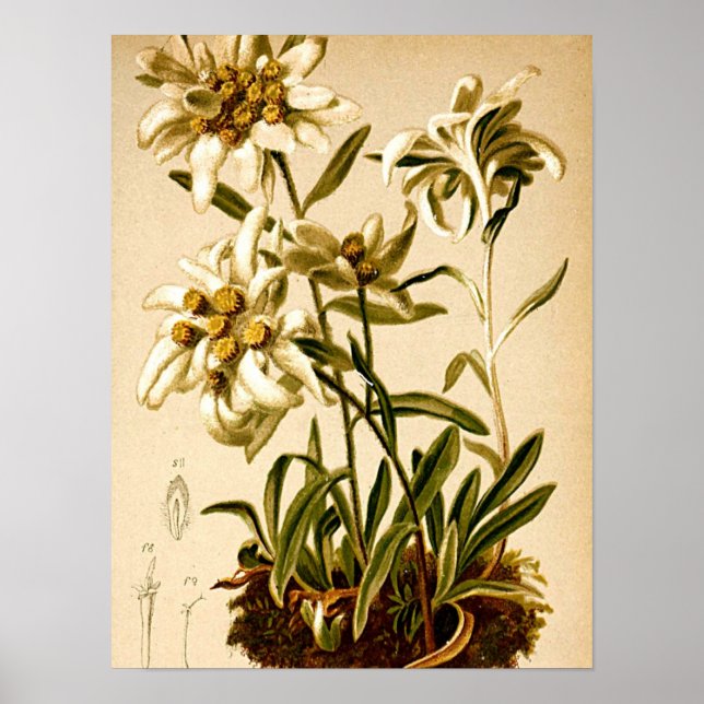 Edelweiss Flowers Vintage Botanical Illustration Poster (Framsidan)