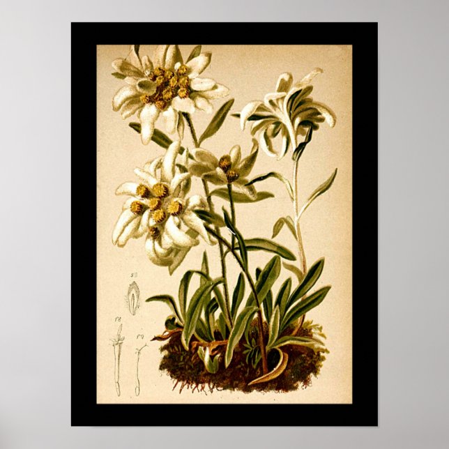 Edelweiss Flowers Vintage Botanical Illustration Poster (Framsidan)