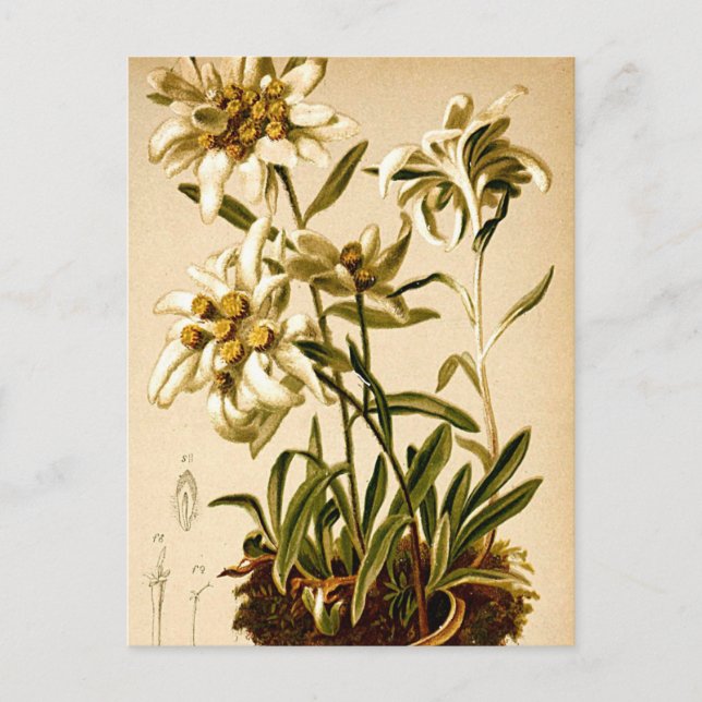 Edelweiss Flowers Vintage Botanical Illustration Vykort (Framsida)