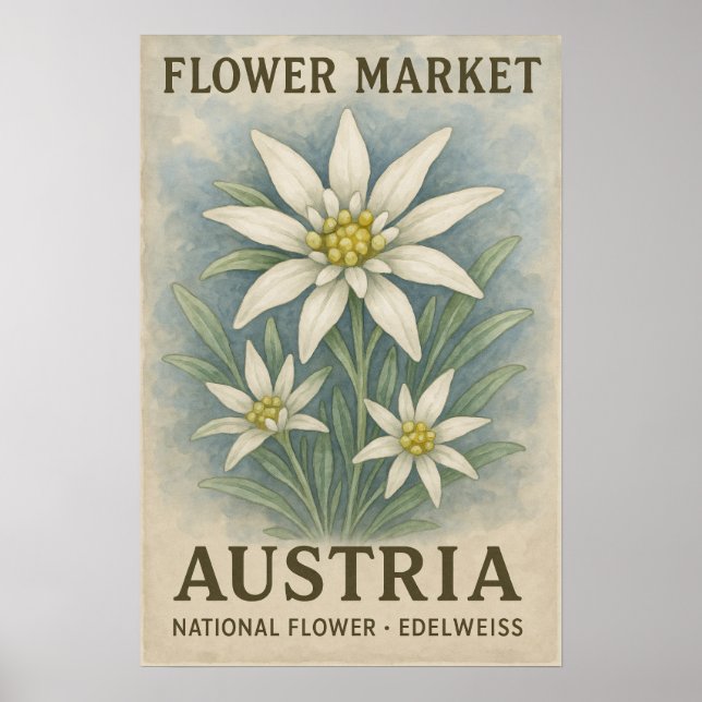 Edelweiss konsttryck Österrikes nationella blomma  Poster (Framsidan)