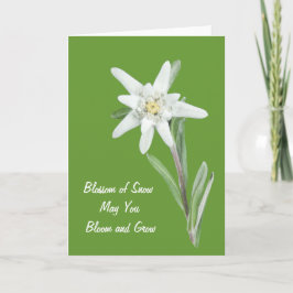 Edelweiss Kort