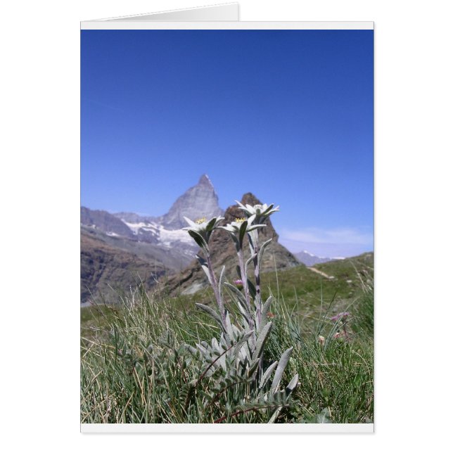 Edelweiss och Matterhorn Hälsningskort (Framsidan)