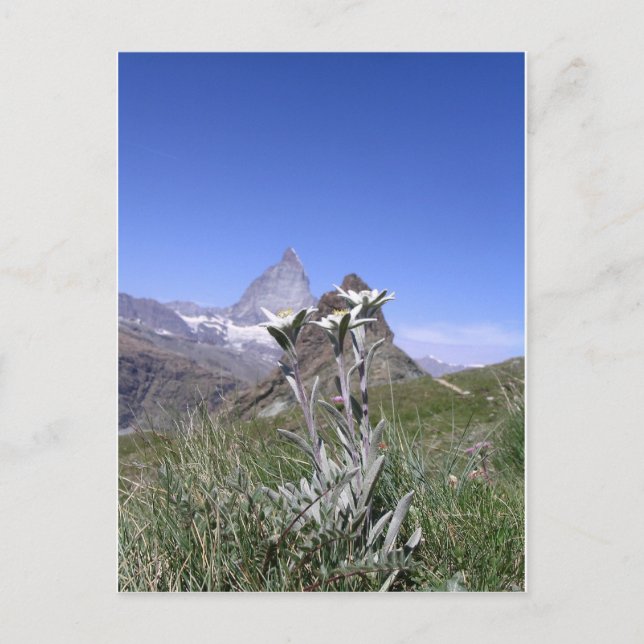 Edelweiss och Matterhorn Vykort (Framsida)