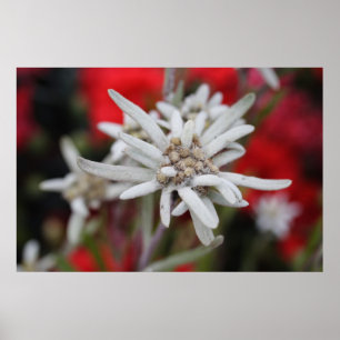 Edelweiss Poster