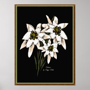 Edelweiss-teckningsutskrift Poster
