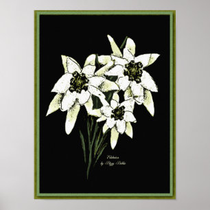 Edelweiss-teckningsutskrift Poster