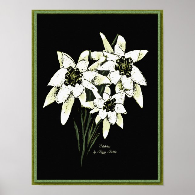 Edelweiss-teckningsutskrift Poster (Framsidan)