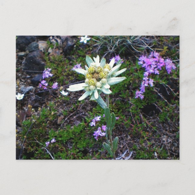 Edelweiss-vykort Vykort (Framsida)