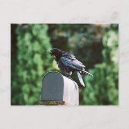 Edgar Allan-Kråka, vykort