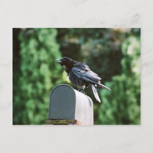 Edgar Allan-Kråka, vykort