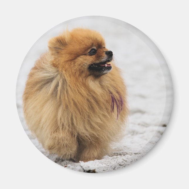 Edgrr #3 - Pommern Magnet (Framsidan)