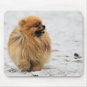 Edgrrrr #3 - Pomeranian Musmatta