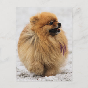 Edgrrrr #3 - Pomeranian Vykort