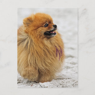 Edgrrrr #3 - Pomeranian Vykort