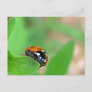 Edgy - Ladybug på löv kant Vykort