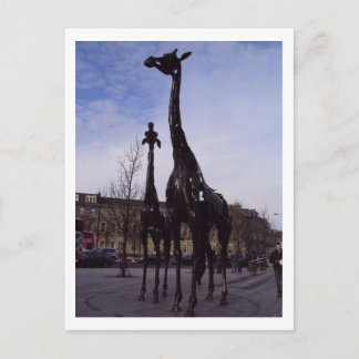Edinburgh Giraffes vykort