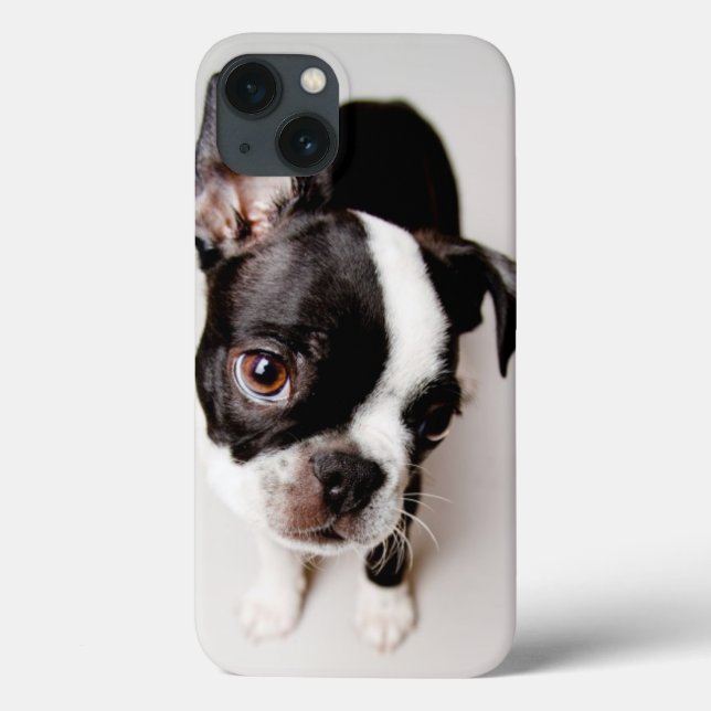 Edison Boston Terrier-valp. (Baksida)