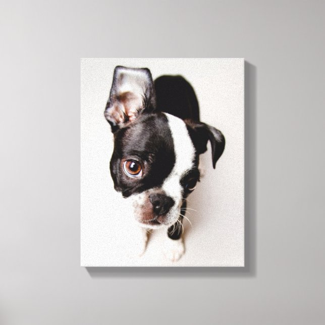 Edison Boston Terrier-valp. Canvastryck (Framsida)