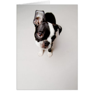 Edison Boston Terrier-valp. Hälsningskort