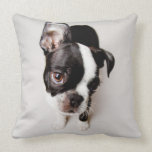 Edison Boston Terrier-valp. Kudde<br><div class="desc">Nyfiken</div>