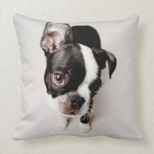 Edison Boston Terrier-valp. Kudde