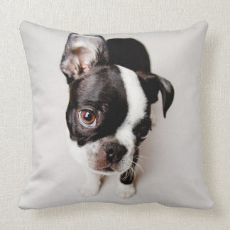 Edison Boston Terrier-valp. Kudde