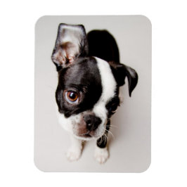 Edison Boston Terrier-valp. Magnet