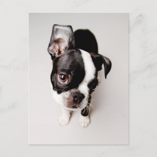Edison Boston Terrier-valp. Vykort (Framsida)