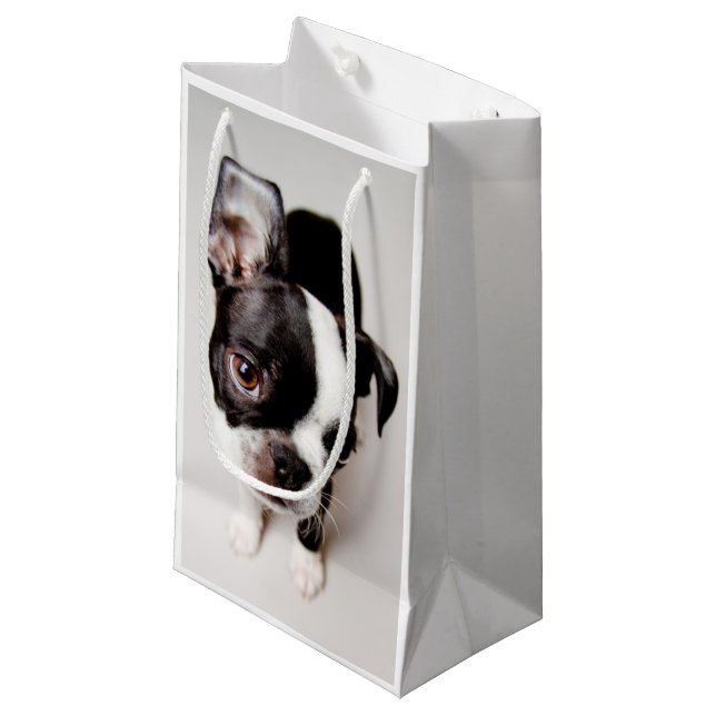 Edison Boston Terrierpuppy. (Framsidan Vinklad)