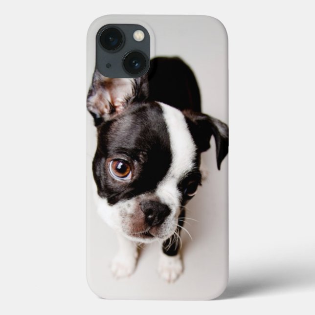 Edison Boston Terrierpuppy. (Baksida)