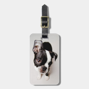 Edison Boston Terrierpuppy. Bagagebricka