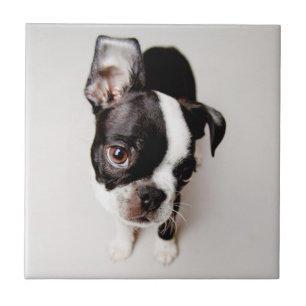 Edison Boston Terrierpuppy. Kakelplatta