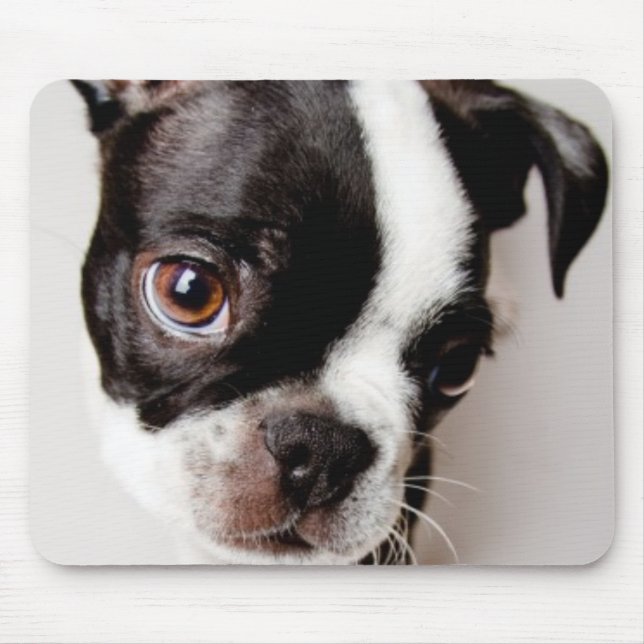Edison Boston Terrierpuppy. Musmatta (Framsidan)