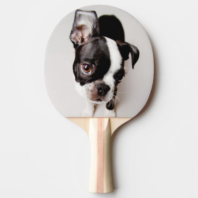 Edison Boston Terrierpuppy. Pingisracket (Framsidan)