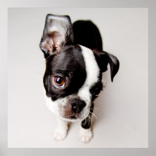 Edison Boston Terrierpuppy. Poster