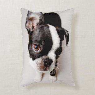 Edison Boston Terrierpuppy. Prydnadskudde