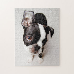 Edison Boston Terrierpuppy. Pussel