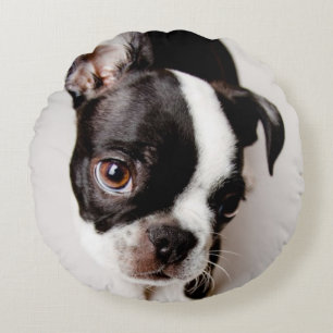 Edison Boston Terrierpuppy. Rund Kudde