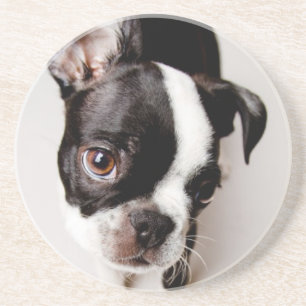Edison Boston Terrierpuppy. Underlägg Sandsten