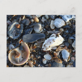Edisto Beach-Snäckor Vykort
