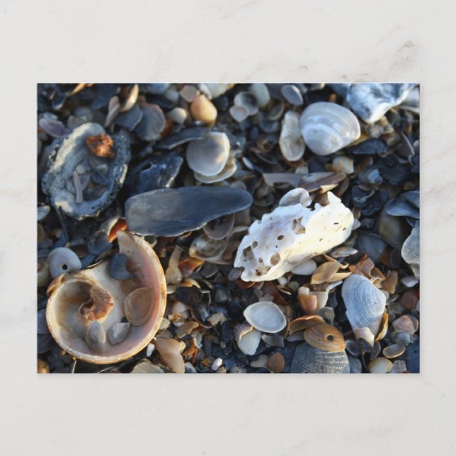 Edisto Beach-Snäckor Vykort (Framsida)