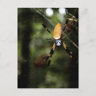 Edisto Golden Silke Spider 3519 Vykort
