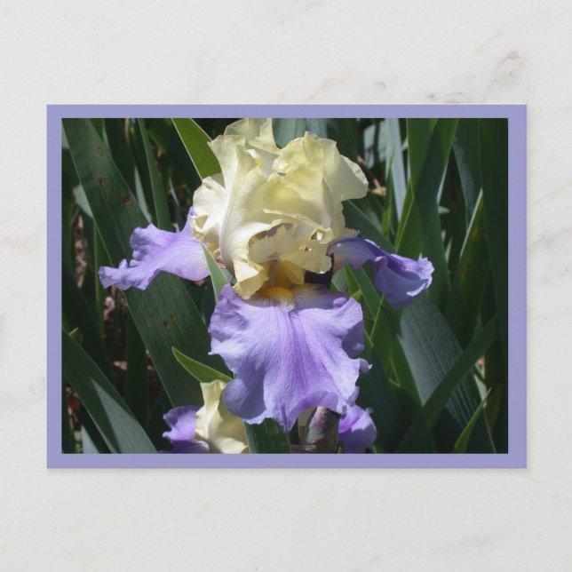 Edith Wolford Vykort (Framsida)