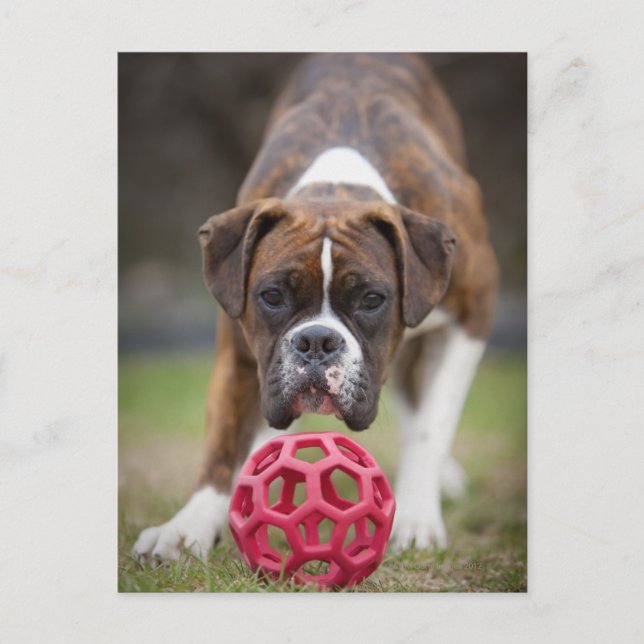 edmonton alberta canada vykort (Framsida)