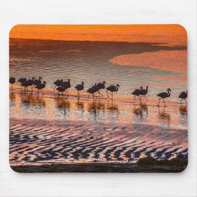 Eduardo Abaroa Andean Fauna National Reserve Musmatta (Framsidan)